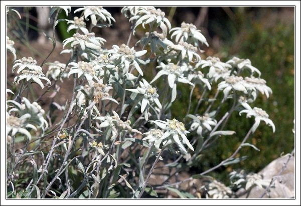 Эдельвейсы (Leontopodium alpinum)