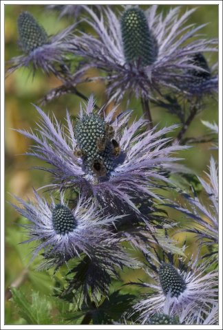 Цветок Erygnium alpinum