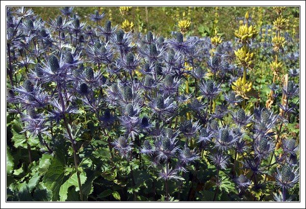 Цветы Erygnium alpinum