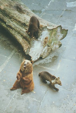 Медведь - живой символ и талисман Берна. Фото 1989 г.
