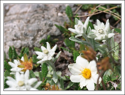 Эдельвейсы (Leontopodium alpinum) и альпийские анемоны (Pulsatilla alpina) на спуске с Мунт ла Шера.